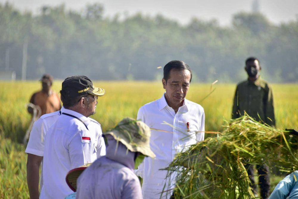 Jokowi saat meninjau panen raya di Ngawi, Sabtu (11/3/2023). (Dok. Kementan RI).