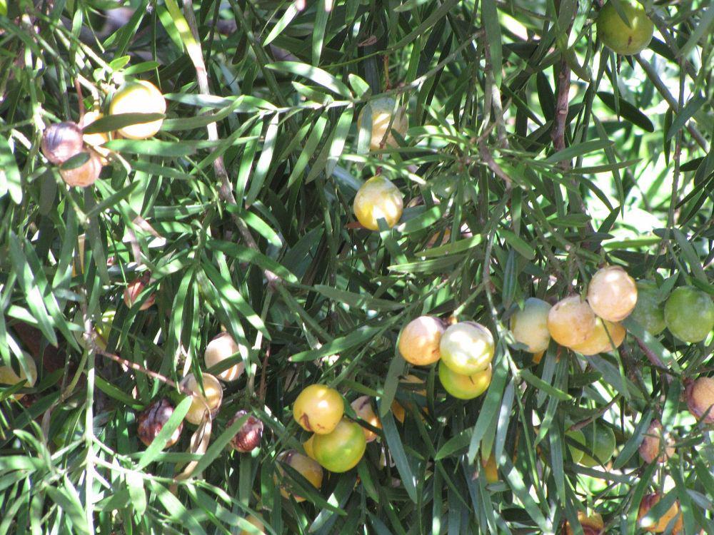 5 Khasiat Afrocarpus Falcatus, Pohon Nasional Afrika Selatan