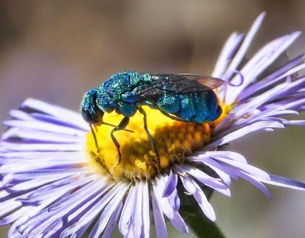 tawon kukuk biru (instagram.com/thesciencerock)