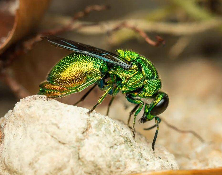 tawon kukuk (instagram.com/raphaelgrellety_macro)