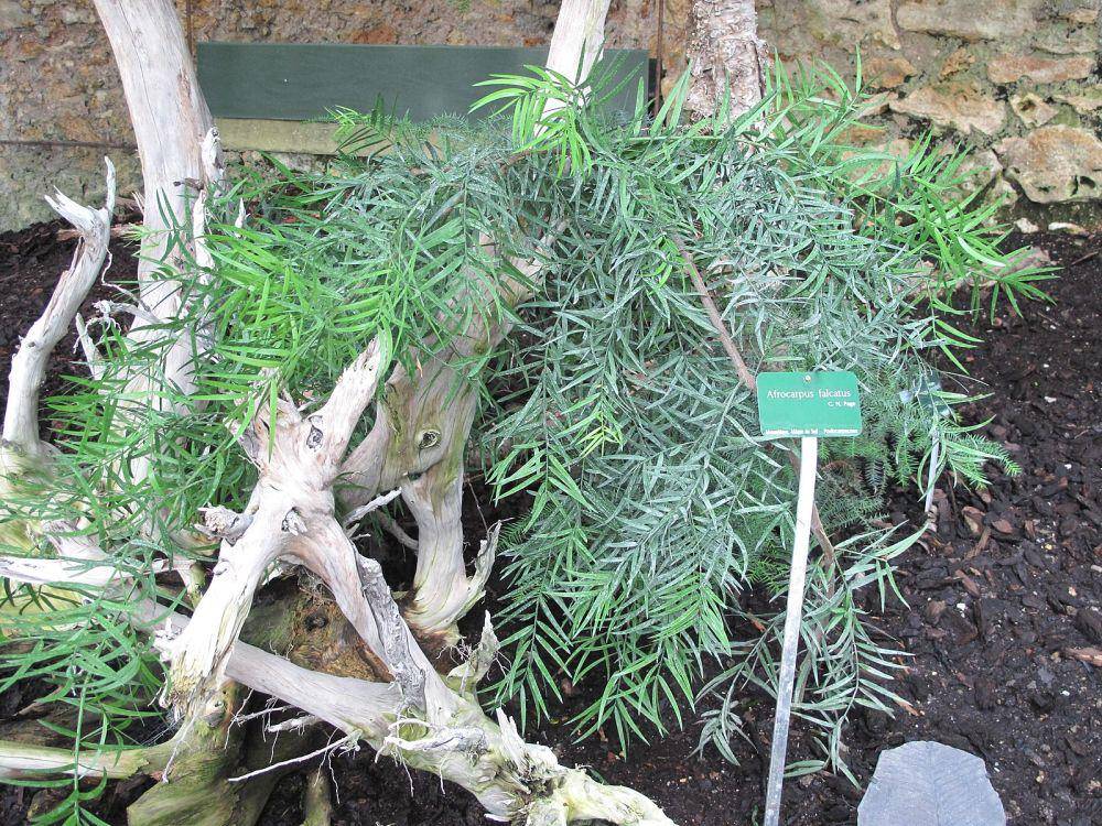 Afrocarpus falcatus (common.wikimedia.org/Tangopaso)