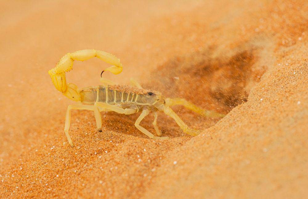 Kalajengking kuning di pasir (elements.envato.com/zambezi)