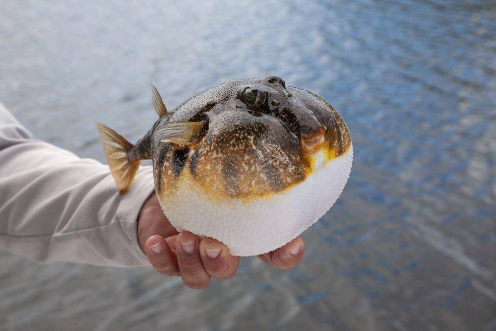 Orang memegang ikan buntal (elements.envato.com/DanThornberg)