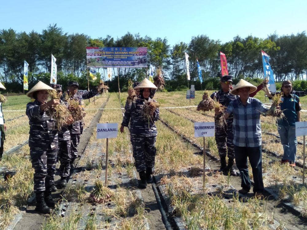 Hasil Panen Bawang Merah di Lahan Pasir Bantul Capai 6 Ton