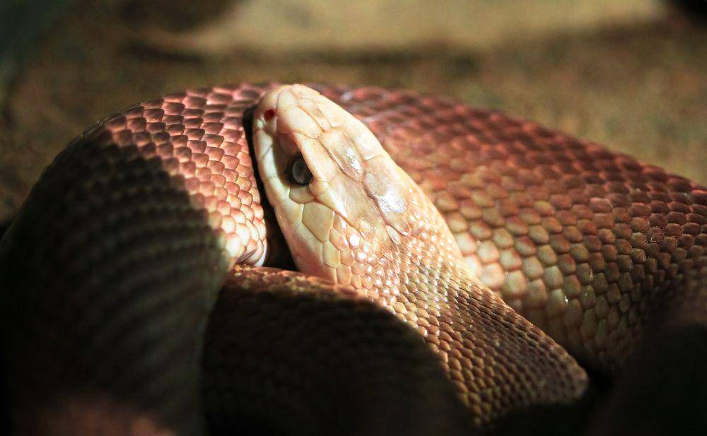 Ular inland taipan (elements.envato.com/kjwells86)