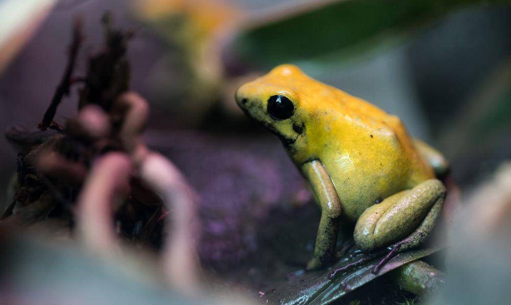 Katak racun emas (elements.envato.com/nd3000)