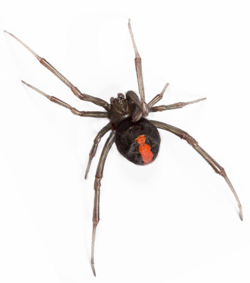 Laba-laba black widow (elements.envato.com/pelooyen)