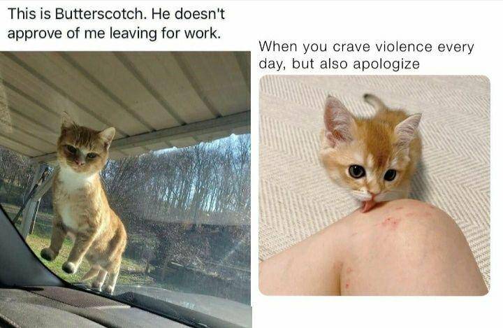 kolase potret kucing sulit di-skip (facebook.com/Xandria Elizabeth | facebook.com/Andy Hall)