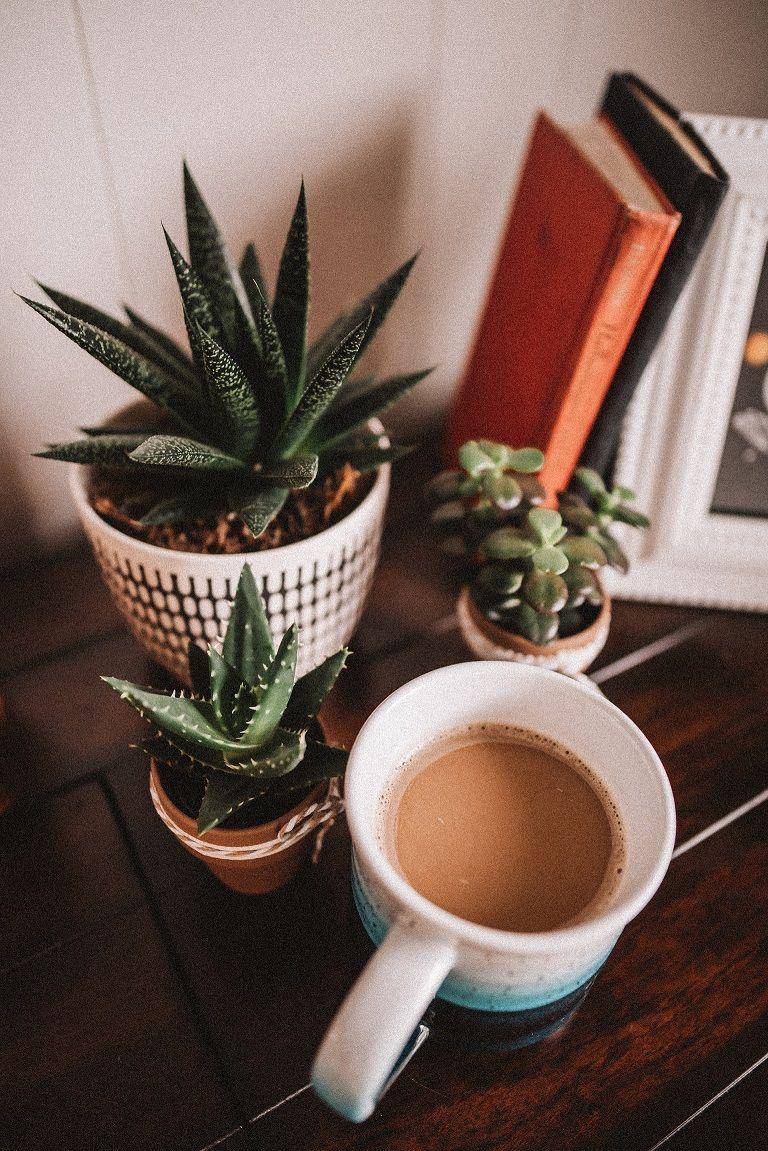 tanaman sukulun dan lidah buaya (unsplash.com/@happpyal)