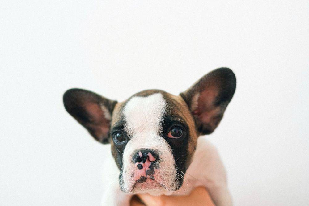 ilustrasi seekor anjing (pexels.com/Anna Shvets)