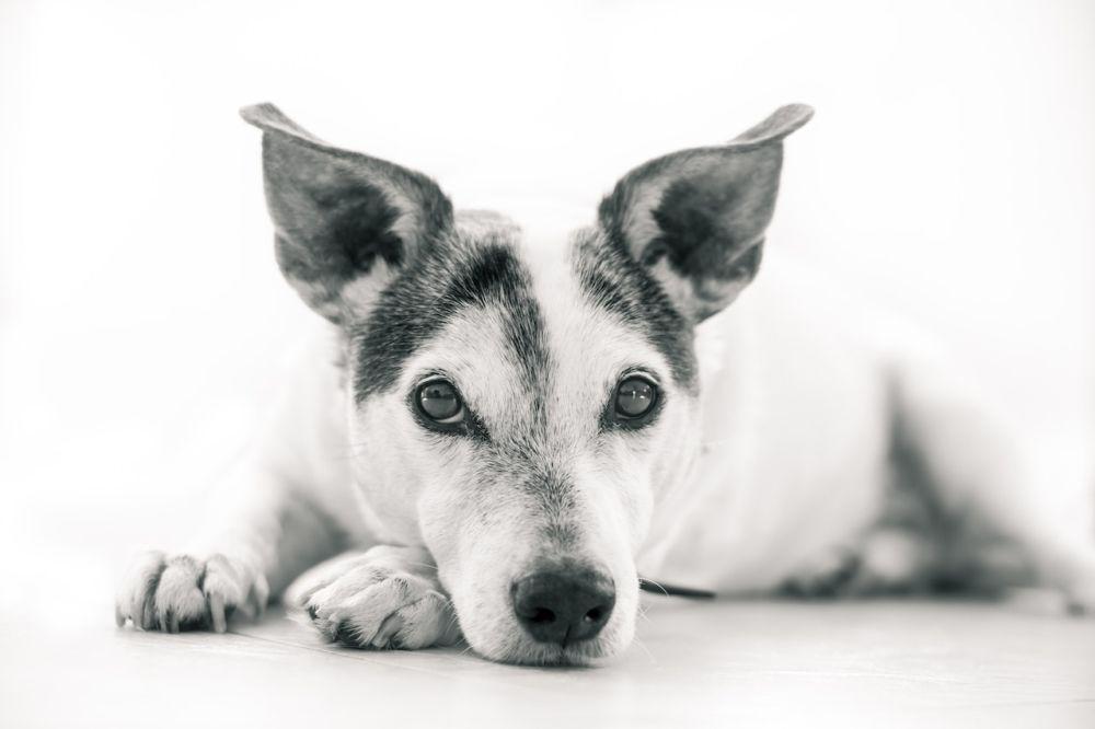 5 Tanda Infeksi Telinga pada Anjing yang Harus Dog Owner Ketahui