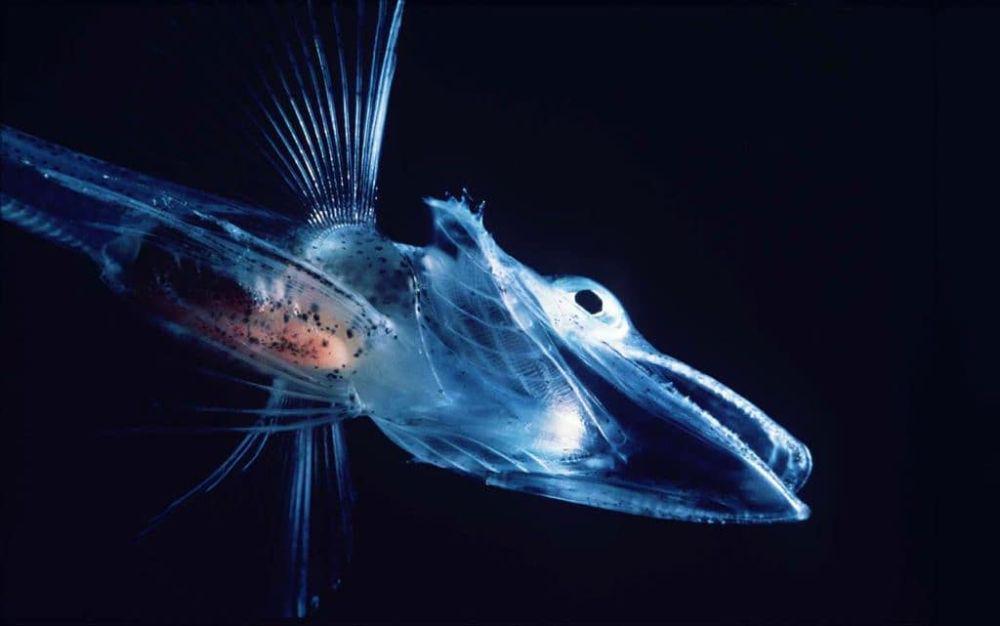 6 Ikan yang Tinggal di Kutub, Anti Beku!