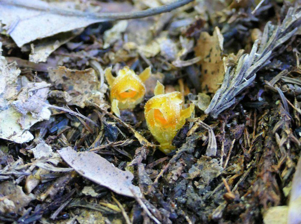 Tumbuhan lentera peri (dok. novotaxa)