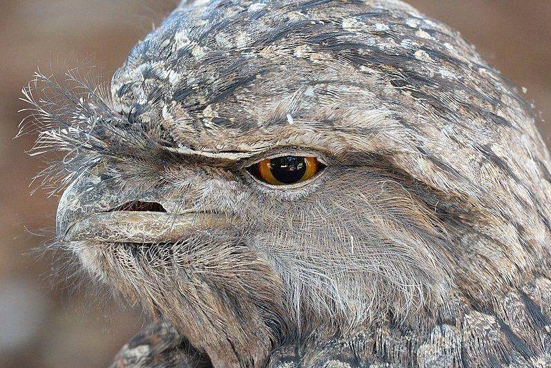 Tampak dekat frogmouth memperlihatkan bulu-bulu di atas paruhnya. (commons.wikimedia.org/Sardaka)
