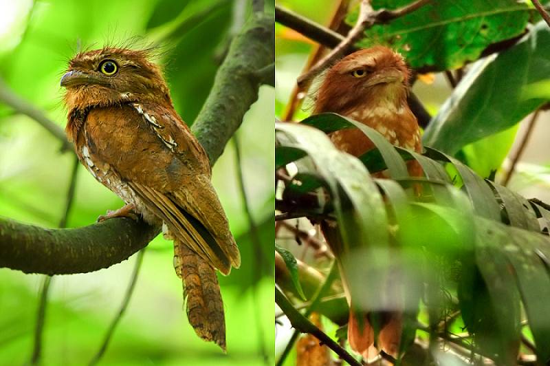 Javan frogmouth atau paruh kodok jawa dan Sumatran frogmouth atau paruh kodok sumatra (commons.wikimedia.org/Jarotthithok79 | commons.wikimedia.org/Seshadri.K.S)