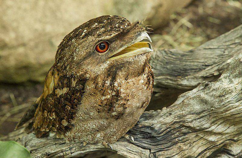 jenis Papuan frogmouth atau paruh kodok papua (commons.wikimedia.org/Sheba_Also 43,000 photos)