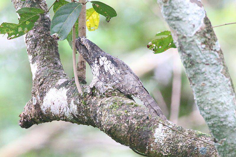 Sunda frogmouth atau paruh kodok sunda berkamuflase sempurna di Kabupaten Bangka Tengah. (commons.wikimedia.org/Melindra12)