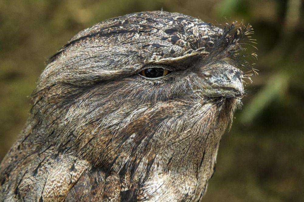 tampak dekat burung frogmouth (commons.wikimedia.org/Sheba_Also 43,000 photos)
