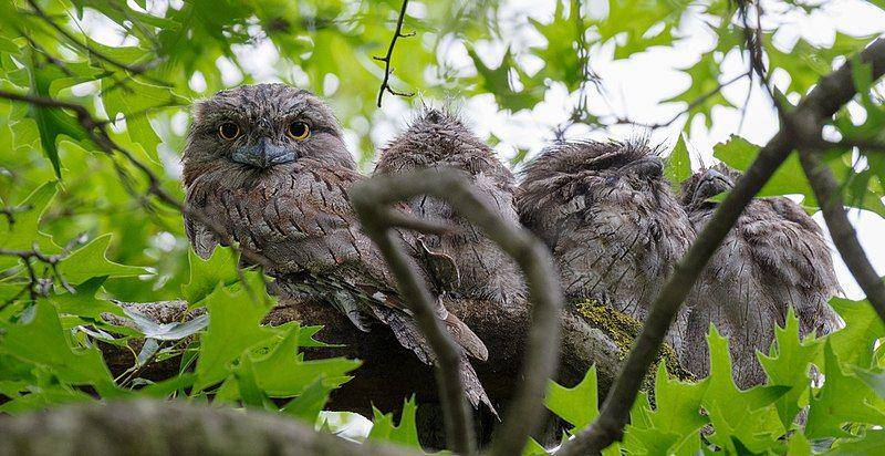 Keluarga burung frogmouth beristirahat bersama di atas pohon. (commons.wikimedia.org/Paul Sunman)