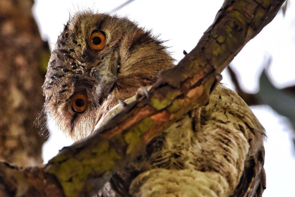 Frogmouth melihat ke bawah dari atas pohon. (unsplash.com/gpmoore_esq)