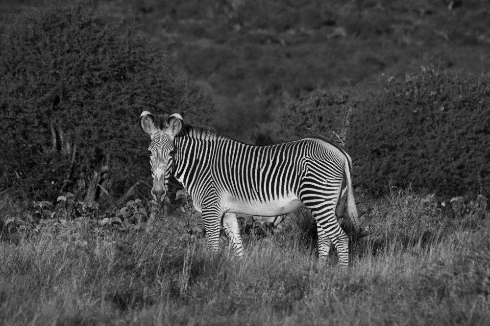 5 Fakta Zebra Grevy, Punya Corak Gak Biasa