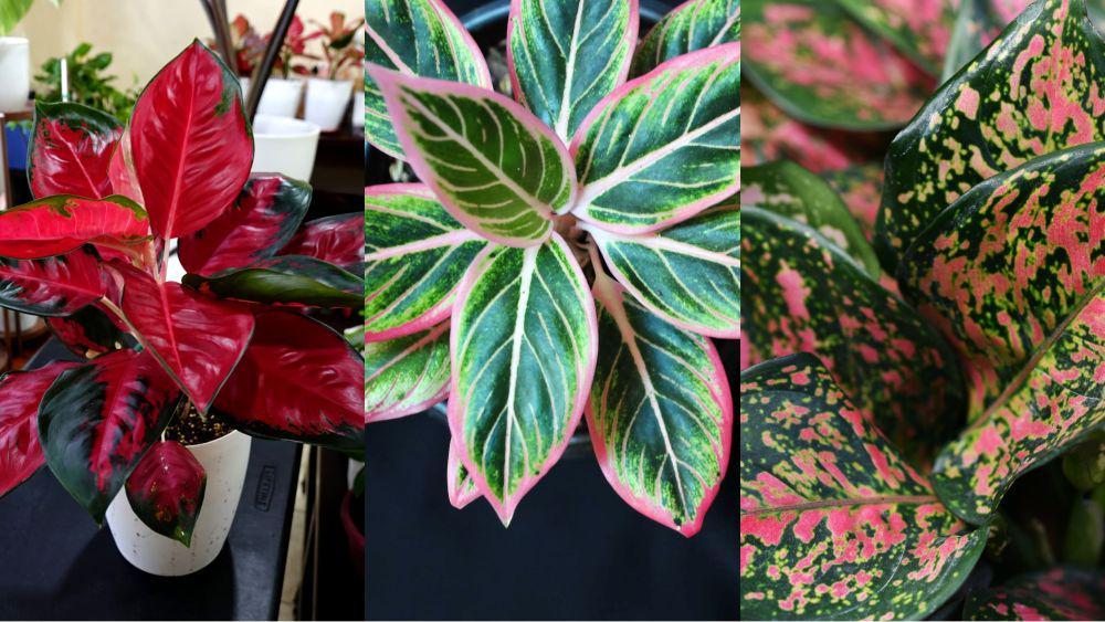 15 Jenis Aglaonema untuk Memperindah Ruangan Rumah, Cantik Paripurna!