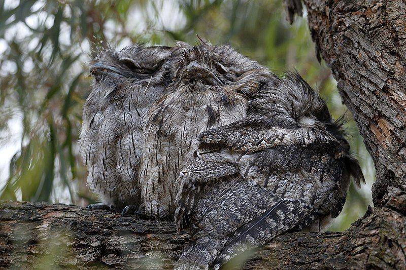 Burung frogmouth tidur di atas pohon. (commons.wikimedia.org/blachswan)