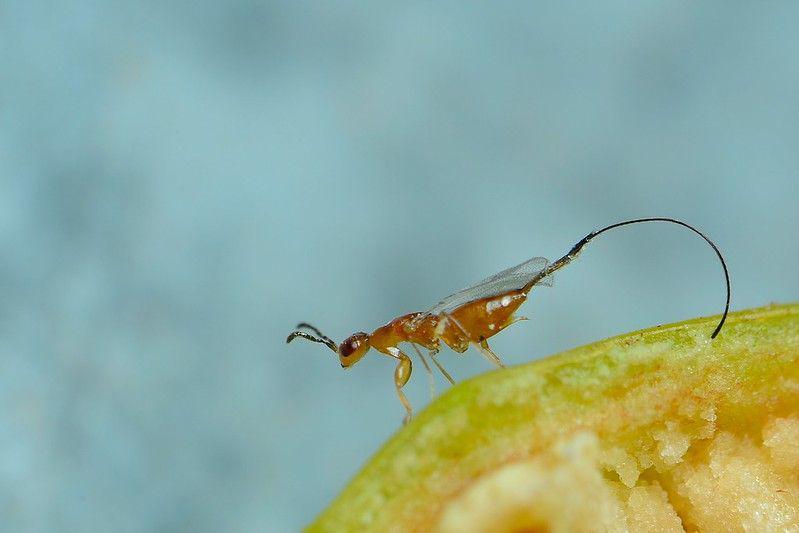 5 Fakta Tawon Fig, Rela Mati di dalam Buah Demi Anaknya!