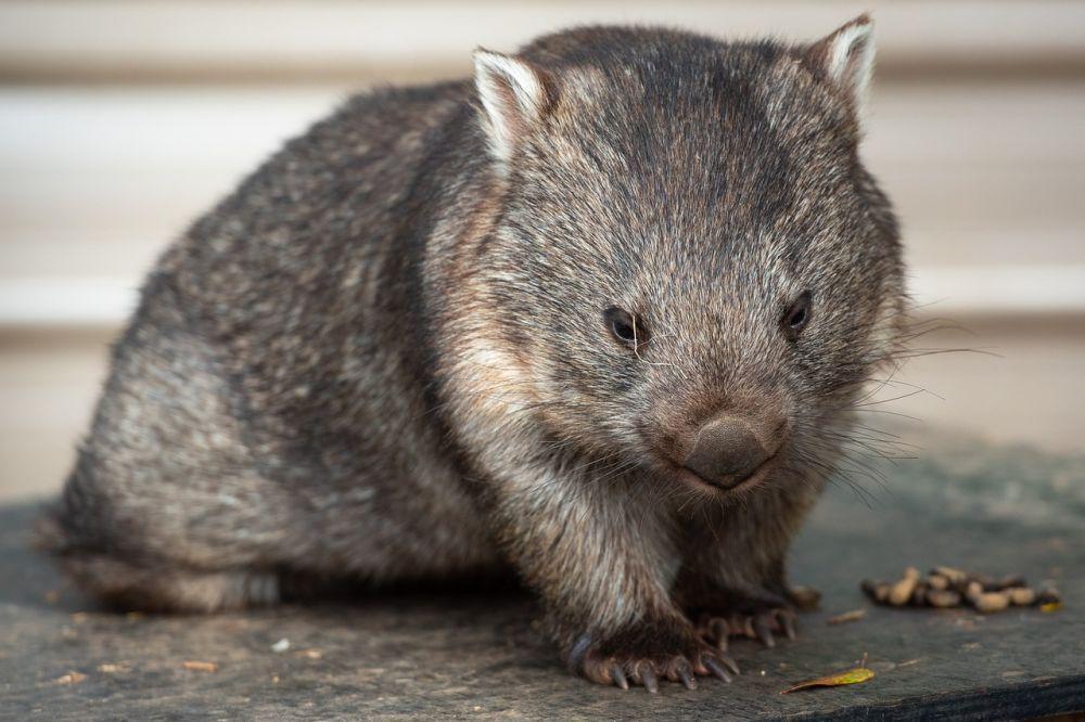 5 Fakta Unik Wombat, Bisa Hasilkan Kotoran Berbentuk Kubus