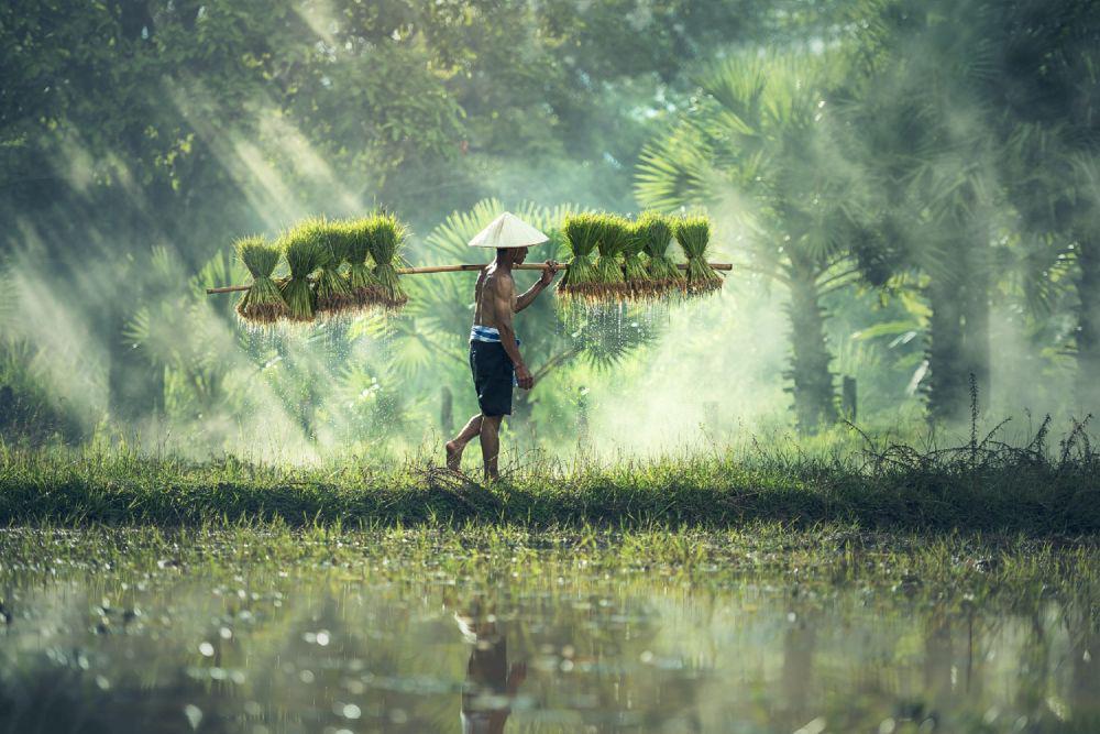 10 Kata Penyemangat Hidup ala Anak Petani, Sangat Menginspirasi