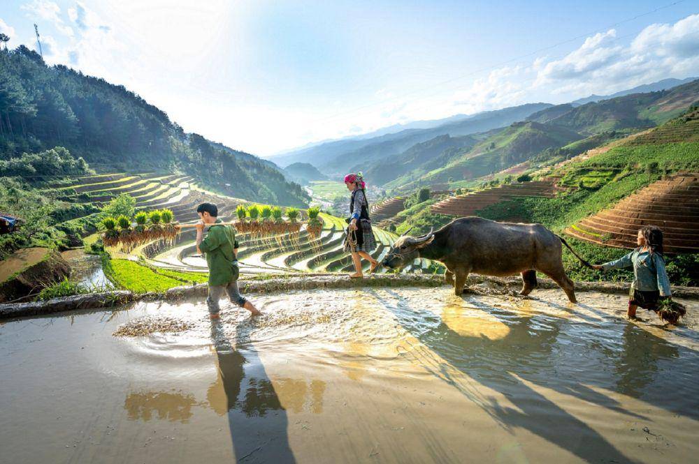 ilustrasi bekerja di sawah (pexels.com/Quang Nguyen Vinh)