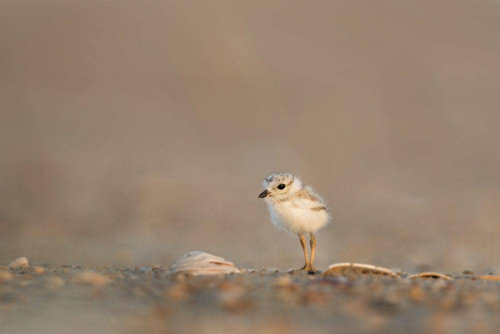 ilustrasi bayi burung (unsplash.com/@rayhennessy)