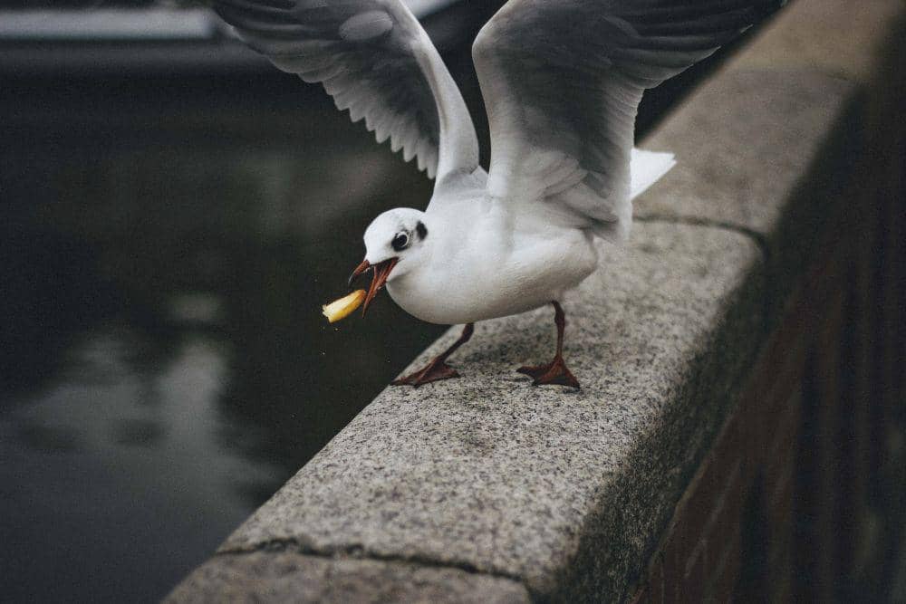 ilustrasi burung sedang makan (unsplash.com/@anyamotanya)