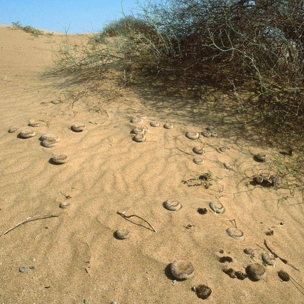 Pholisma sonorae (instagram.com/jriserii)