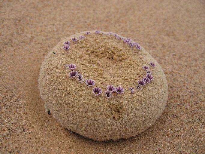 Pholisma sonorae (instagram.com/su.ca_)