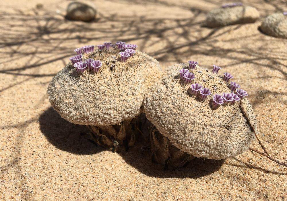 Pholisma sonorae (flickr.com/blmcalifornia)