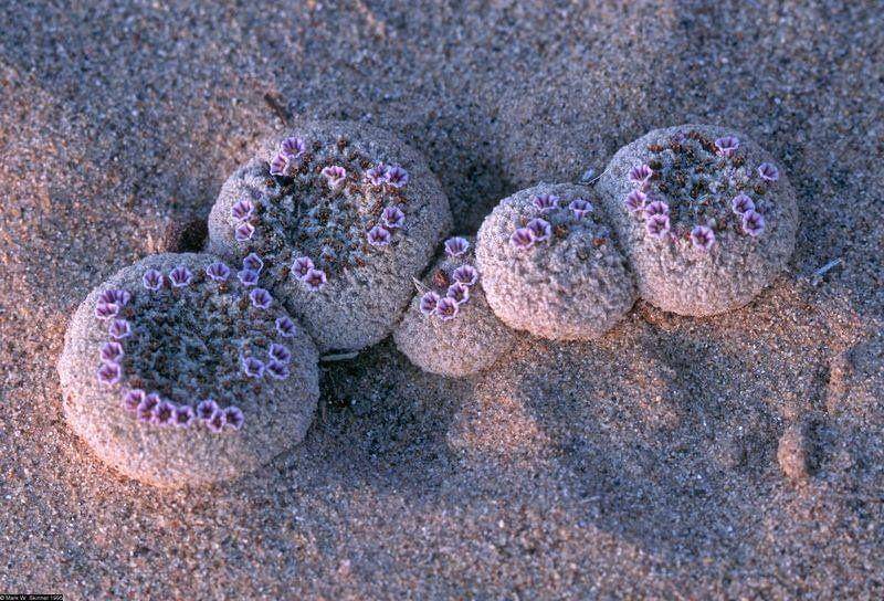 Pholisma sonorae (twitter.com/FixedOpsGenius)