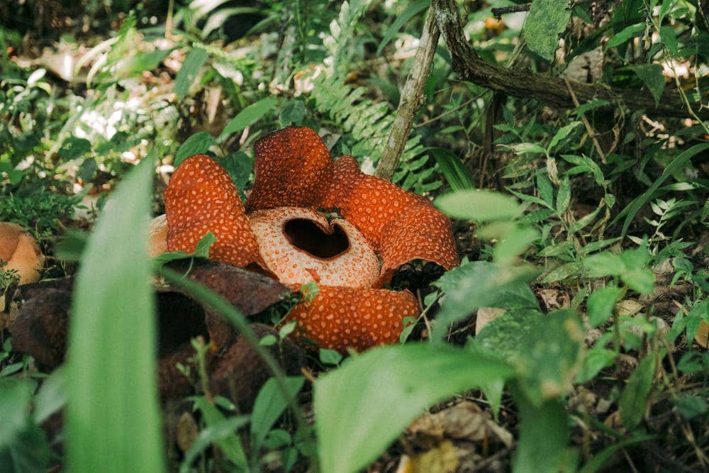 Bunga Raflesia (Unsplash.org/Colin + Meg)