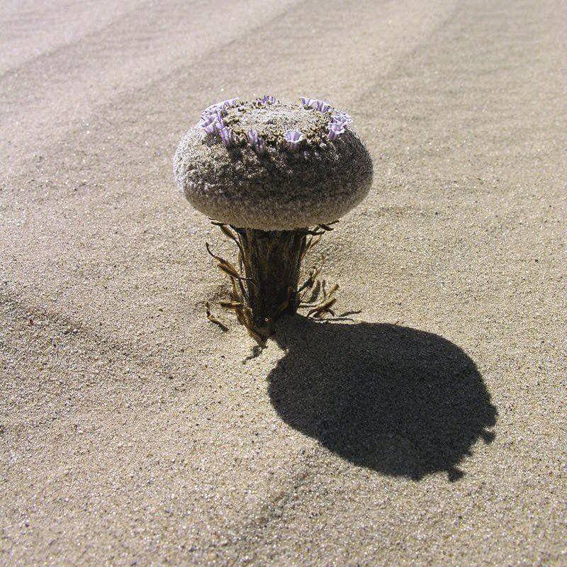 Pholisma sonorae (flickr.com/climapod)