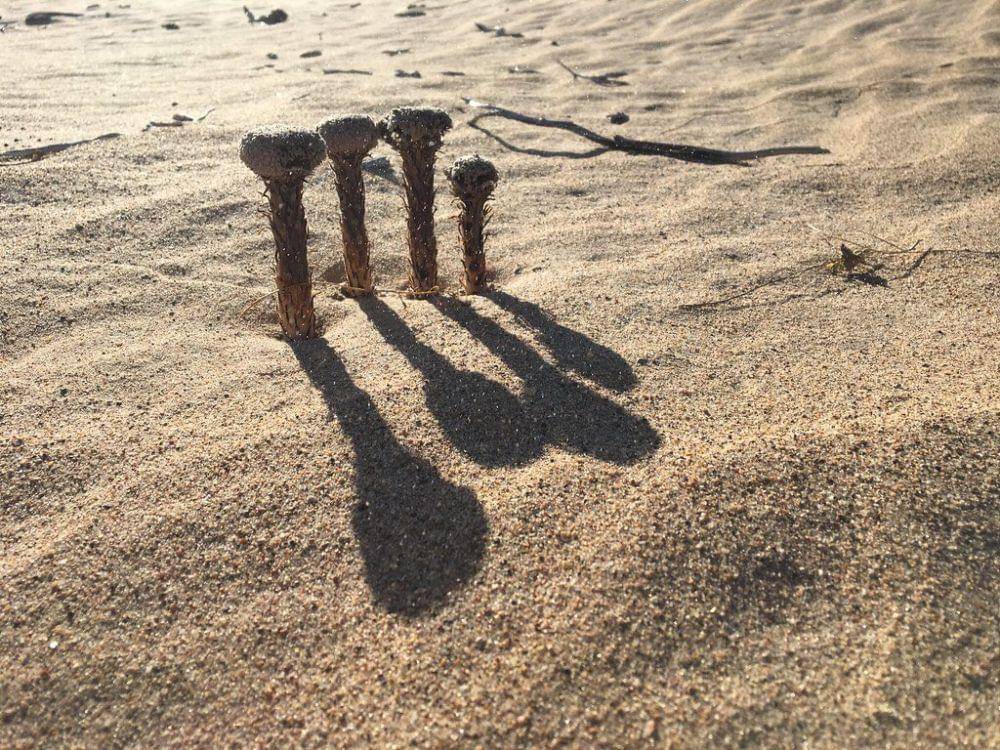 Pholisma sonorae (twitter.com/herecomethewar1)