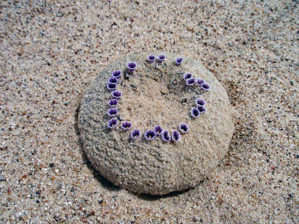 Pholisma sonorae (twitter.com/inaturalist)