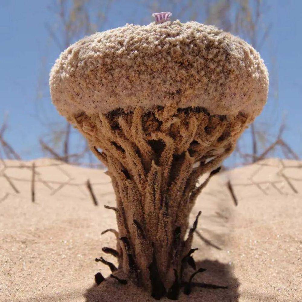 Pholisma sonorae (instagram.com/su.ca_)