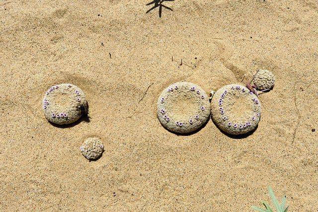 Pholisma sonorae (twitter.com/CPCplants)