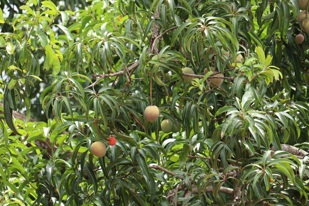 Buah mangga (pixabay.com/ElenzaPhotography)