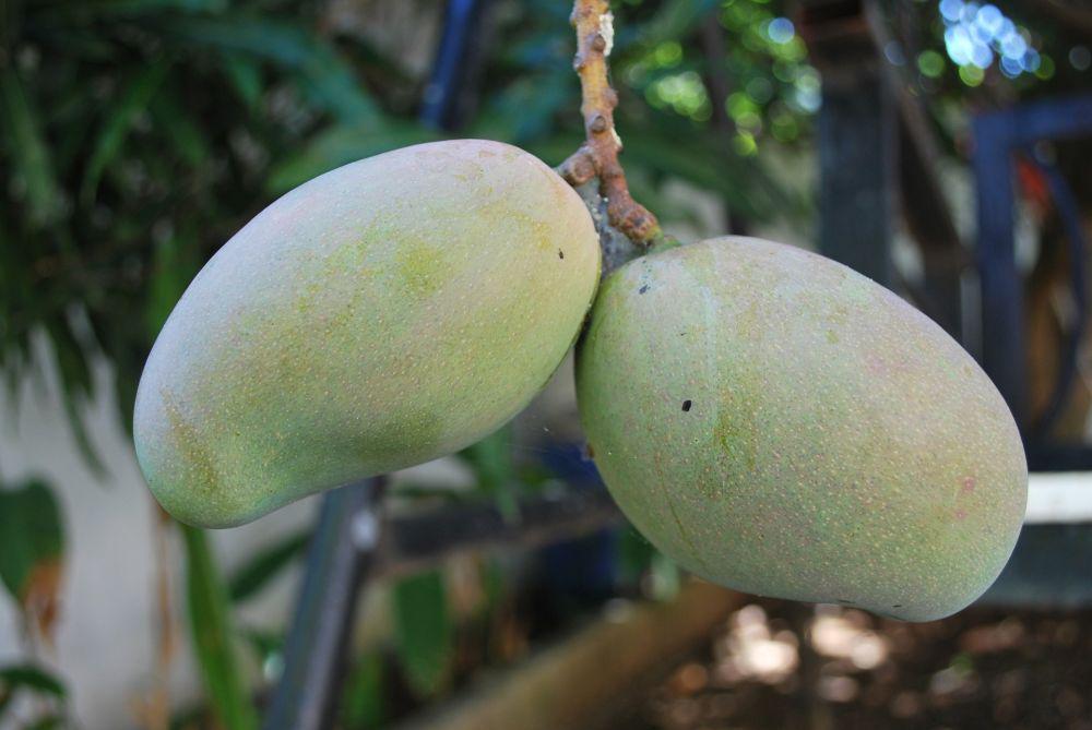 Buah mangga (pixabay.com/Mojpe)