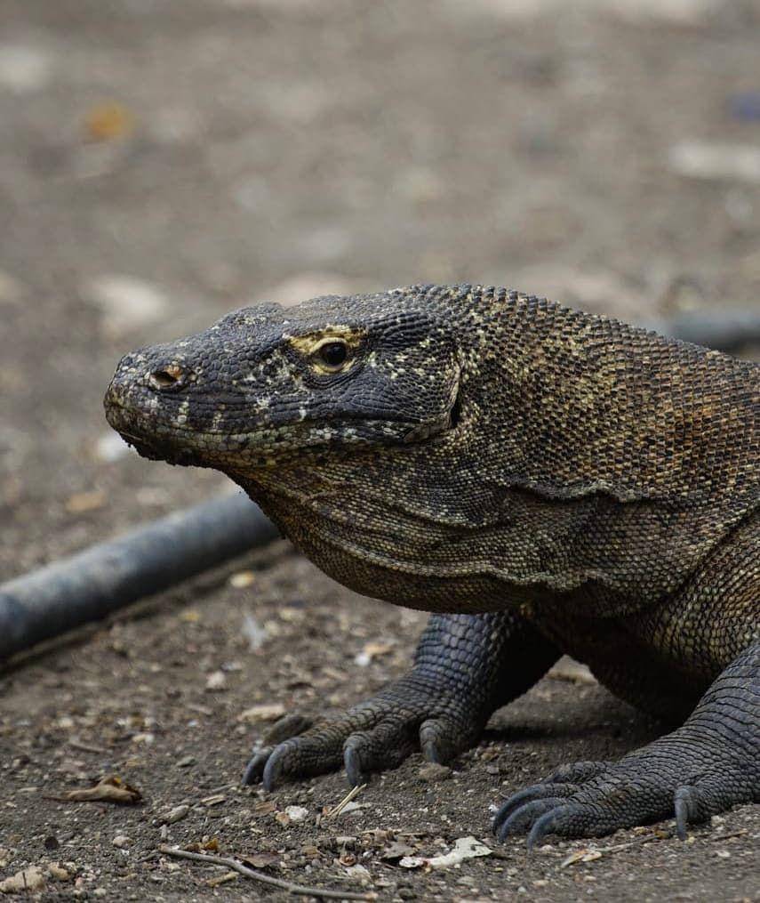 potret Taman Nasional Komodo (instagram.com/kataomed)