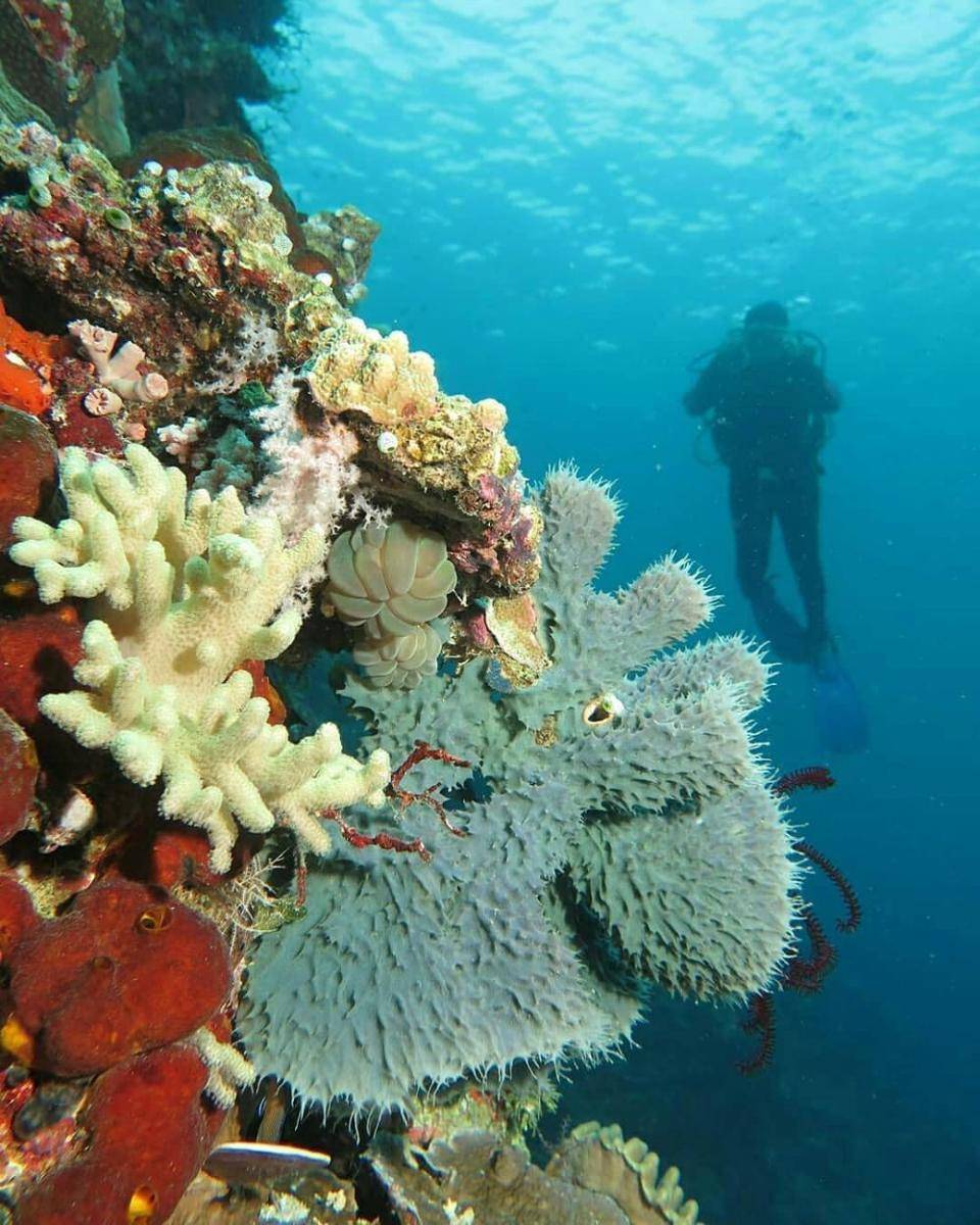 potret Kepulauan Wakatobi (instagram.com/wakatobidivetrip)