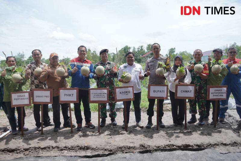 Panen melon milik Poktan Bina Usaha Muda PPU (IDN Times/Ervan)