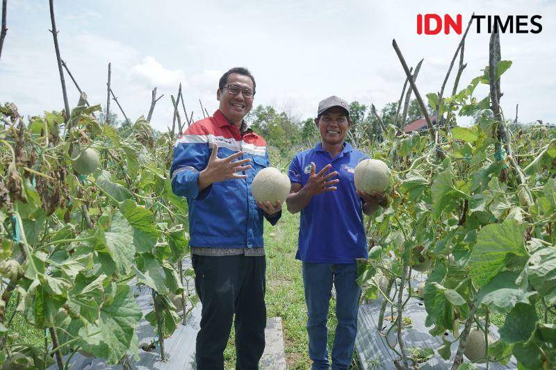 Area Manager Communication, Relations & CSR PT KPI Unit Balikpapan Ely Chandra Perangin Angin panen melon milik Poktan Bina Usaha Muda PPU (IDN Times/Ervan)