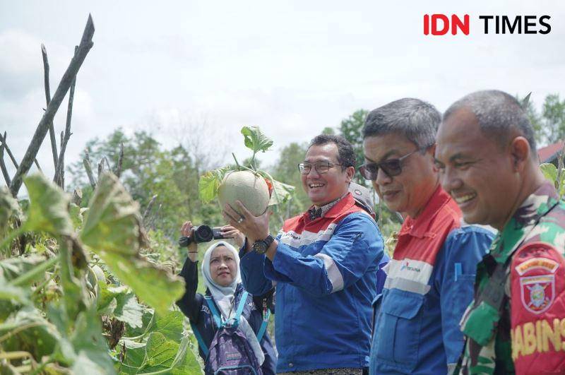 Area Manager Communication, Relations & CSR PT KPI Unit Balikpapan Ely Chandra Perangin Angin panen melon milik Poktan Bina Usaha Muda PPU (IDN Times/Ervan)